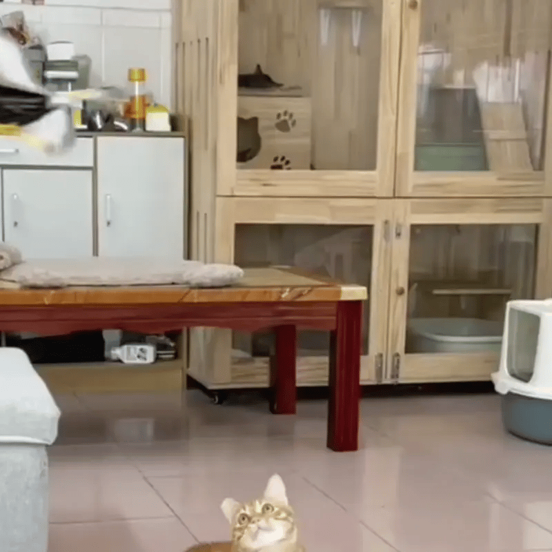 HappyHunt Pets X2 UNIDADES | Juguete Interactivo para Mascotas