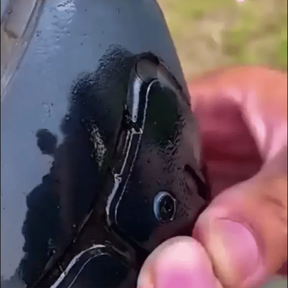 ReparaLlantas Pro - Kit de Reparación Instantáneo X20 UNI