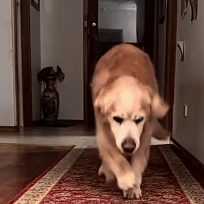 PetHemp - Suplemento Natural para tu Mascota